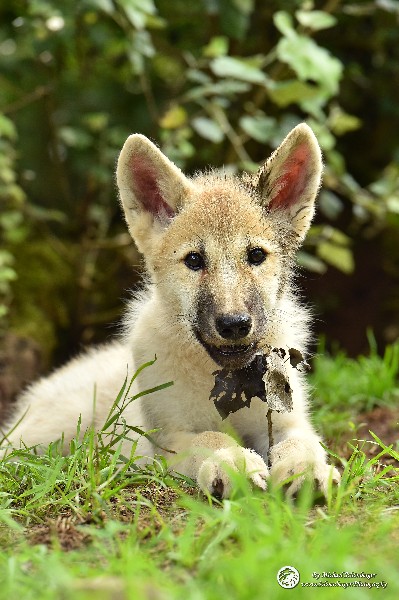 Polarwölfe Arctic wolves Anyu Nova Yuki